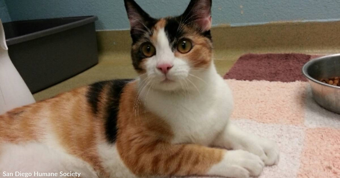 Senior Kitty Bella Has a Lot of Life Left in Her & Plenty of Love to Share