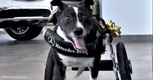 Disabled Dog Gets Wheelchair Gifted From Mercedes Benz & Others