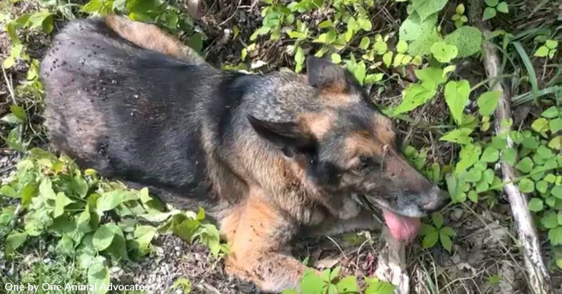 Senior Dog, Clancy, Shot & Left to Die, Needs Your Help