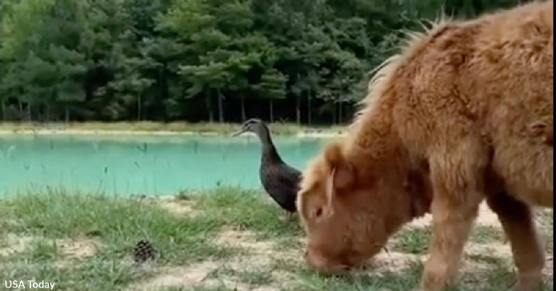 Unlikely BFFs Milkshake & Dumplin' are Inseparable Buds