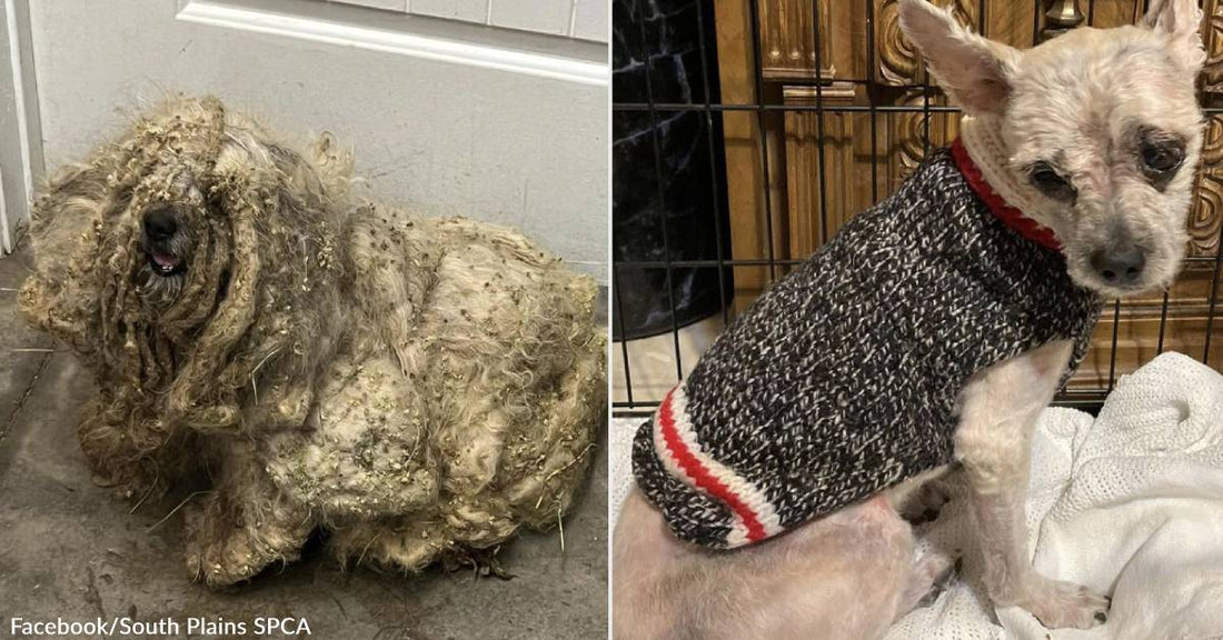 Rescue Dog in Texas Covered in 3lbs of Matted Fur & Stickers Gets Second Chance at Life