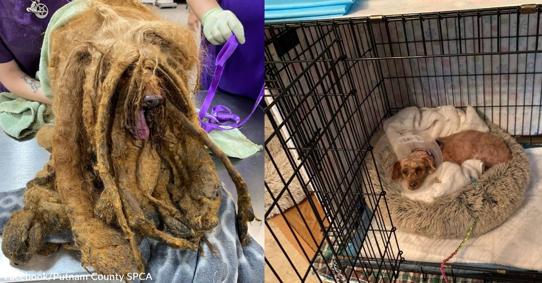 Yet Another Dog Buried in Matted Fur is Rescued & Relieved of Pounds of Excess Baggage