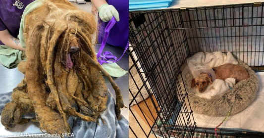 Yet Another Dog Buried in Matted Fur is Rescued & Relieved of Pounds of Excess Baggage