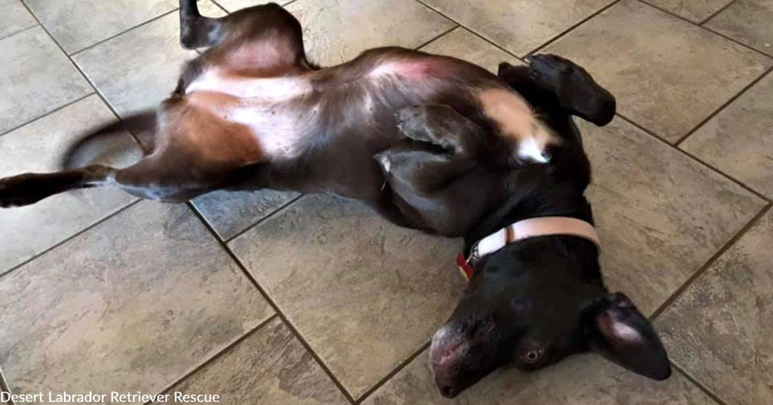 Sweet, Smart, & Fun Chocolate Lab with Personality Described as "Delightful" in Need of Rescuing