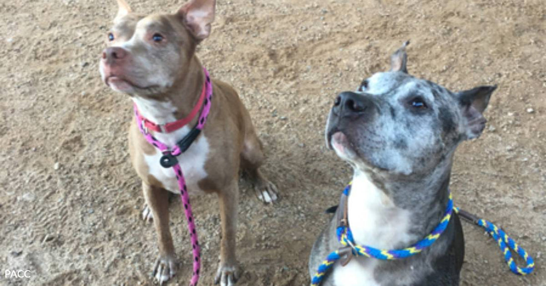Seniors Max & Sammy Know a Thing or Two About Aging Gracefully but Very Little About Second Acts