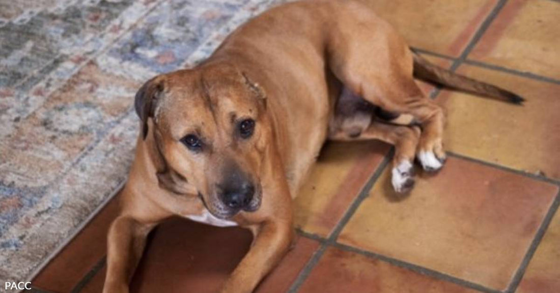 Zeke is NOT a Freak, He's a Dog Who Needs Love & Affection After a Hard Life