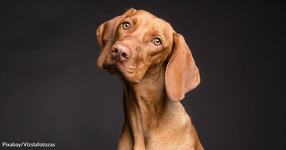 Why Are Some Dogs Brains Growing in Size, & How Do Wolves Fit In?