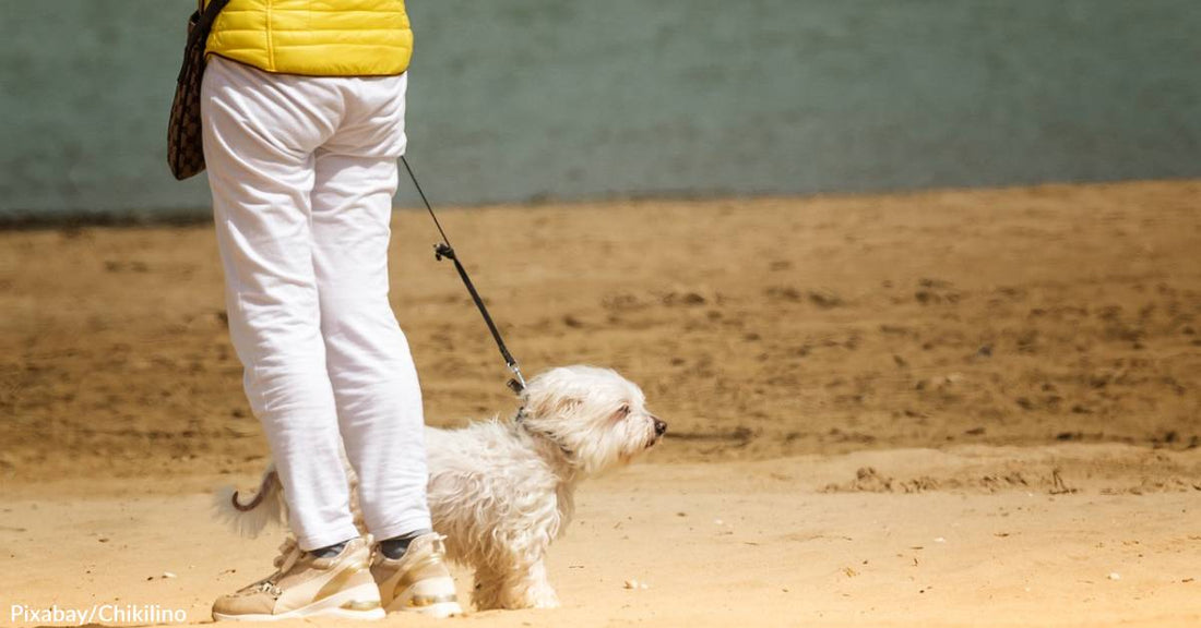 What are the Risks of a Brain Injury from Walking Your Dog?