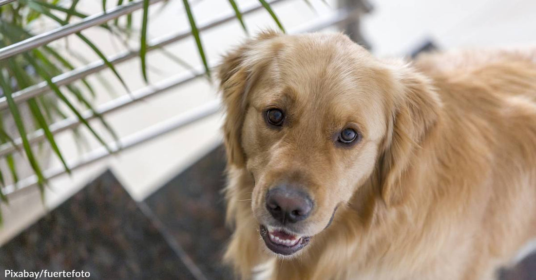 Retriever Owner & Dog Make Beautiful "Music" Together in Viral TikTok with Toy Horn
