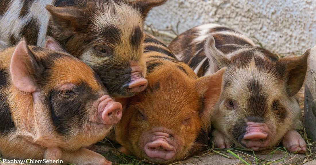 Learn What to Look For as Farm Animals & Livestock Suffer From Extreme Heat Like Everyone/Everything Else