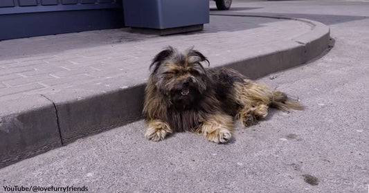 A 2-Year-Old Dog Covered in Fleas, Ticks, & Matted Fur Gets a 2nd Chance at Happiness
