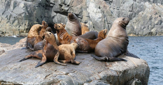 Male Sea Lions in California Pack on the Pounds & Get Stronger in Response to Climate Change