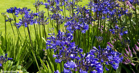 Protect Family & Pets with These 8 Plants for Keeping Snakes Out of Your Yard