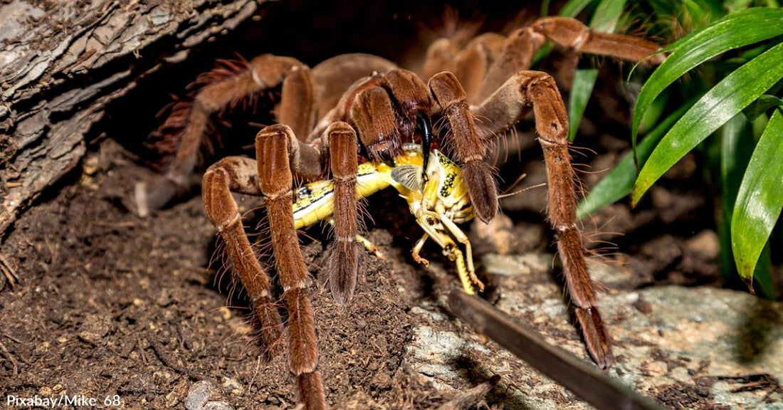 Would Tarantula Tunnels in Colorado Help the Fuzzy Arachnids & Other Wildlife?