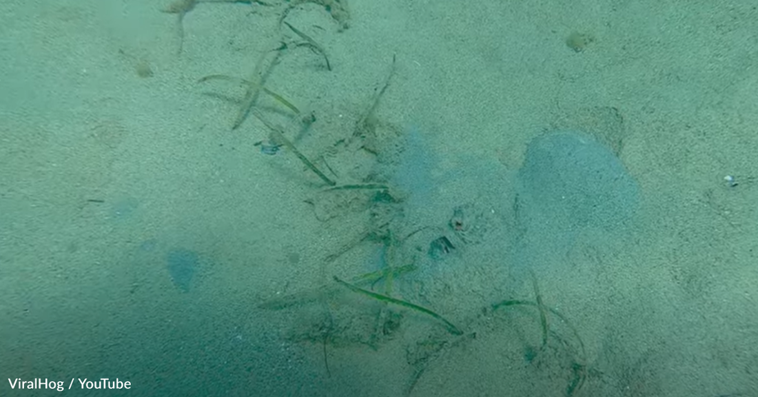Diver Spots Octopus Peeking Up From The Sand And Takes A Closer Look