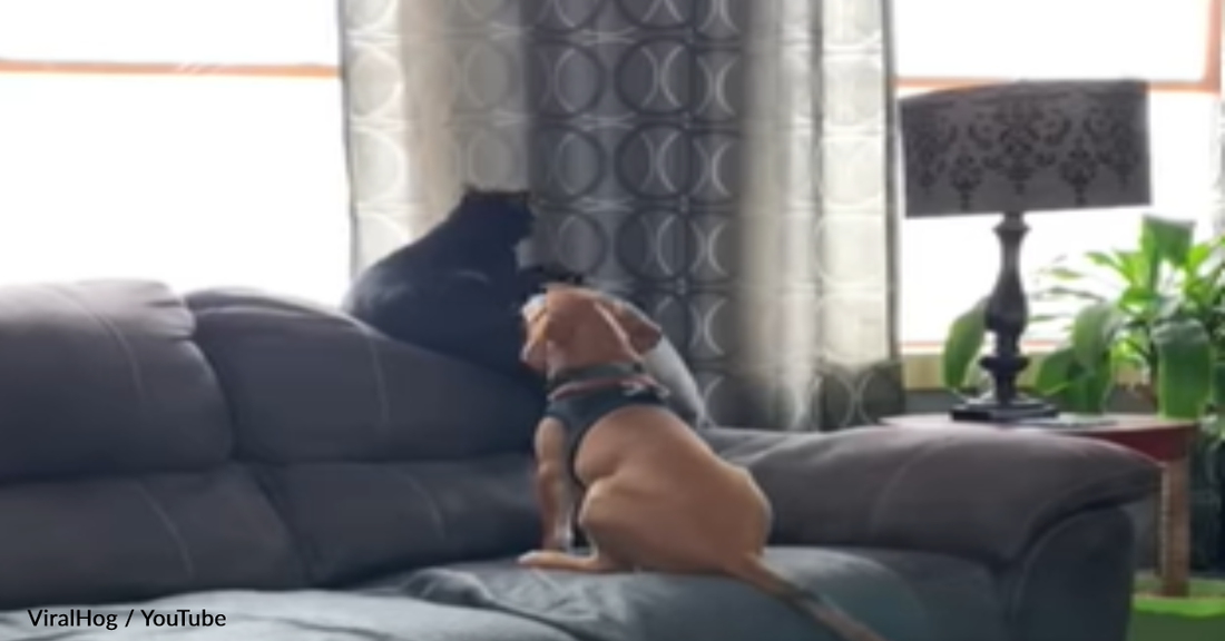 Beagle Puppy Loves Birdwatching Alongside His Feline BFF