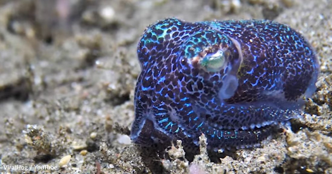 Watch A Majestic Bobtail Squid Bury Itself In Sand
