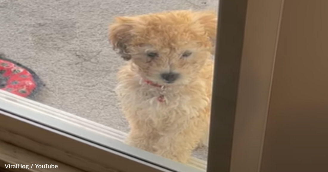 Big Sister Shows Tiny Puppy How To Use The Doggy Door