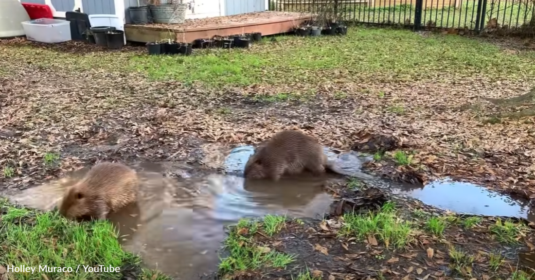 Rescue Beavers Turn Backyard Puddle Into A Serene Pond