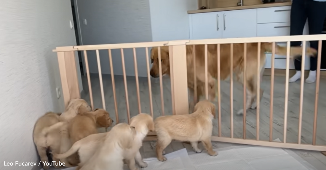 Watch The Moment A Daddy Golden Retriever Meets His 11 Puppies.