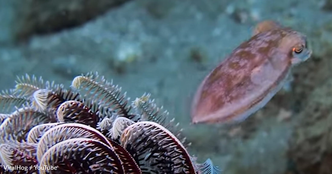 Diver Watches Cuttlefish Camouflage Into Its Surroundings