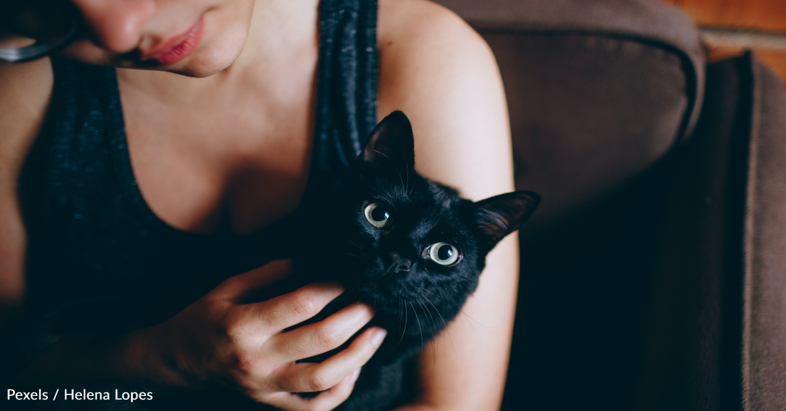Survey Finds Having A Cat In Your Dating Profile Makes You More Attractive To Potential Matches