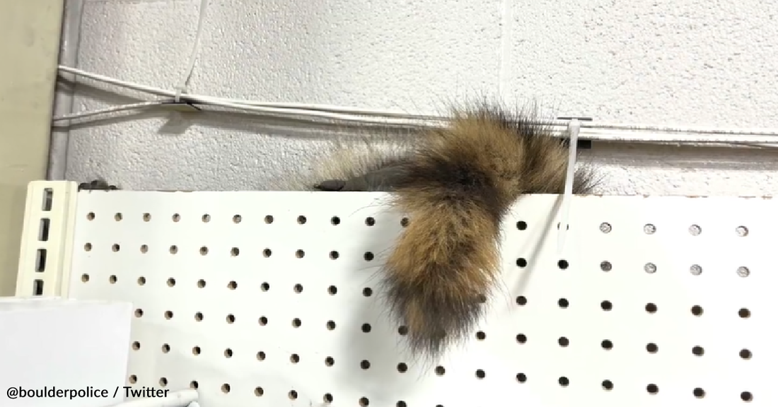 Wild Raccoon Leads Cops On A 45 Minute Chase Through A Warehouse