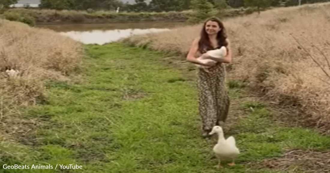 Woman Rescues Ducks That Were Dumped In A Lake And Carries Them To A Pond Every Day