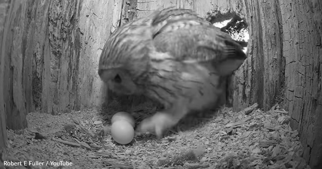Wild Owl Mama Fosters Tiny Chicks After Losing Her Own Eggs