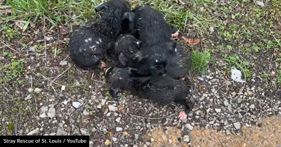 6 Shivering Puppies Are Soaked From The Rain But Help Finally Arrives