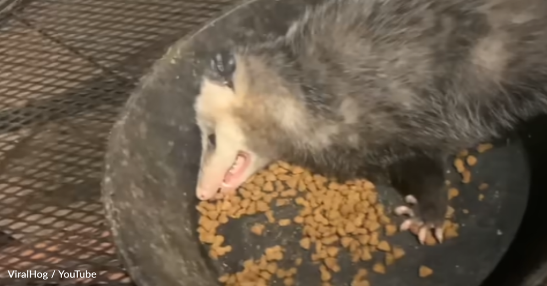 Dramatic Opossum Drops "Dead" In His Food Dish When Woman Approaches