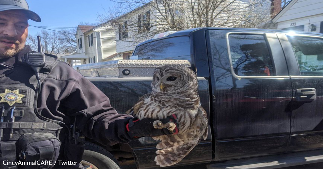 Owl Stuck In Chimney Causes Carbon Monoxide Leak In Family Home