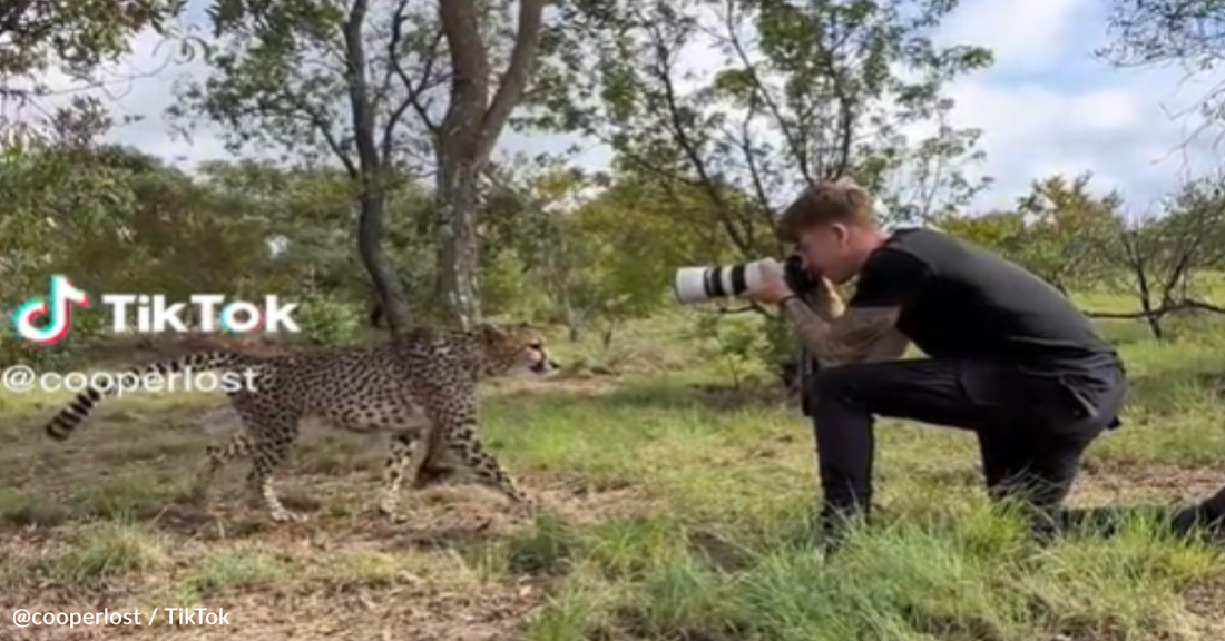 Wild Cheetah Wants Photographer To Pet Her