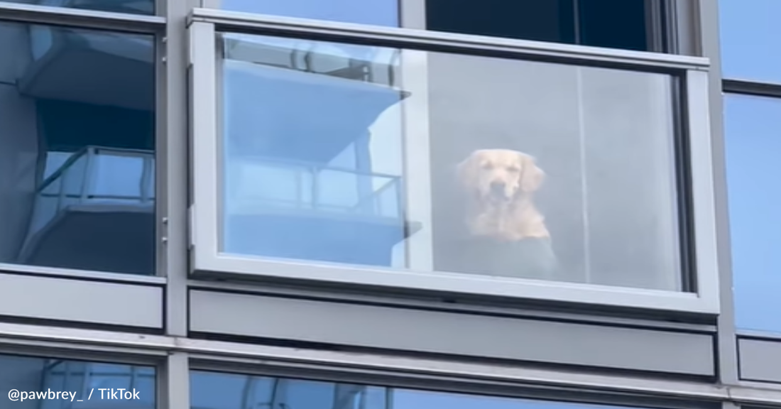 Golden Retriever Meets New Friend Who Won't Stop Staring At Her From The Window