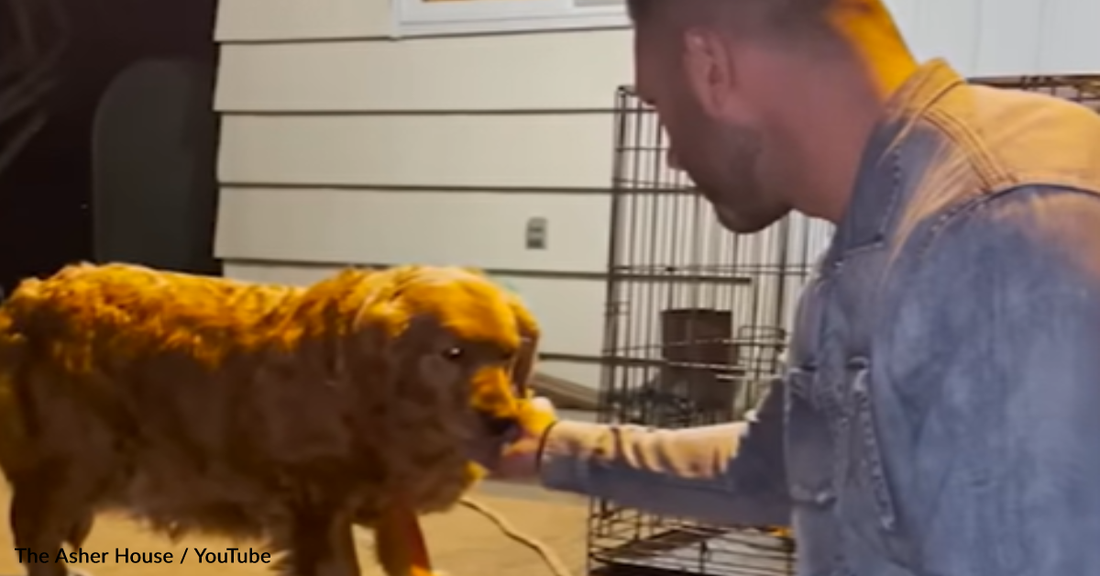 Man Rescues Abandoned Golden Retriever And Shows Her What It's Like To Be Loved