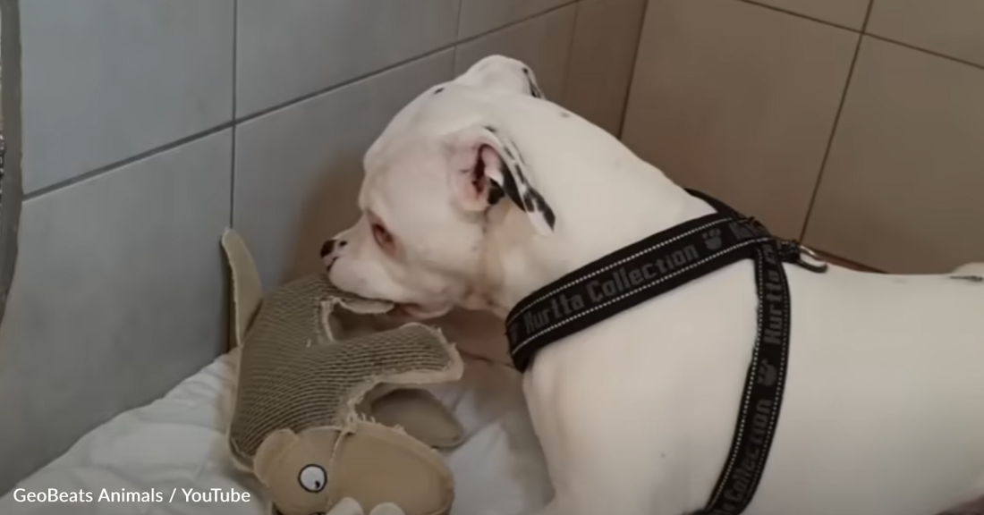 Deaf Rescue Pitbull Loves Life In His New Home