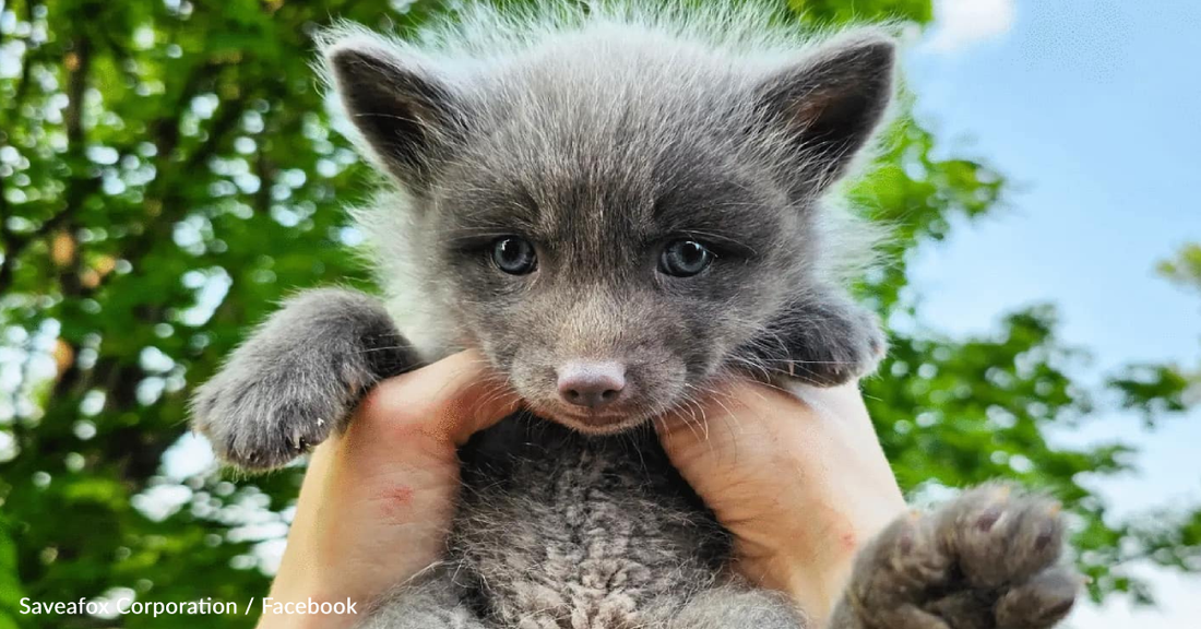 Tiny Rescue Fox Saved From A Fur Farm Tastes Freedom For The First Time