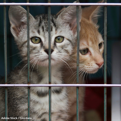 Stop Gruesome Cat Killings At Military Bases