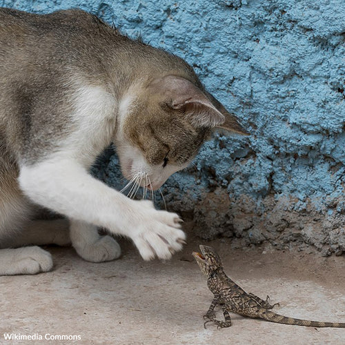 Cats Are Pets, Not Pests!