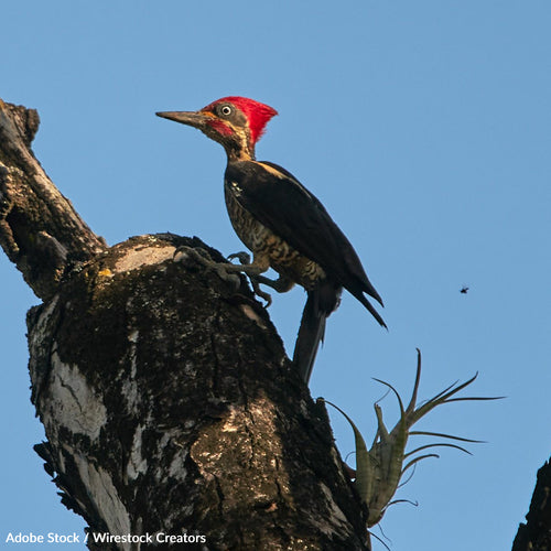 Pledge to Save Native Birds