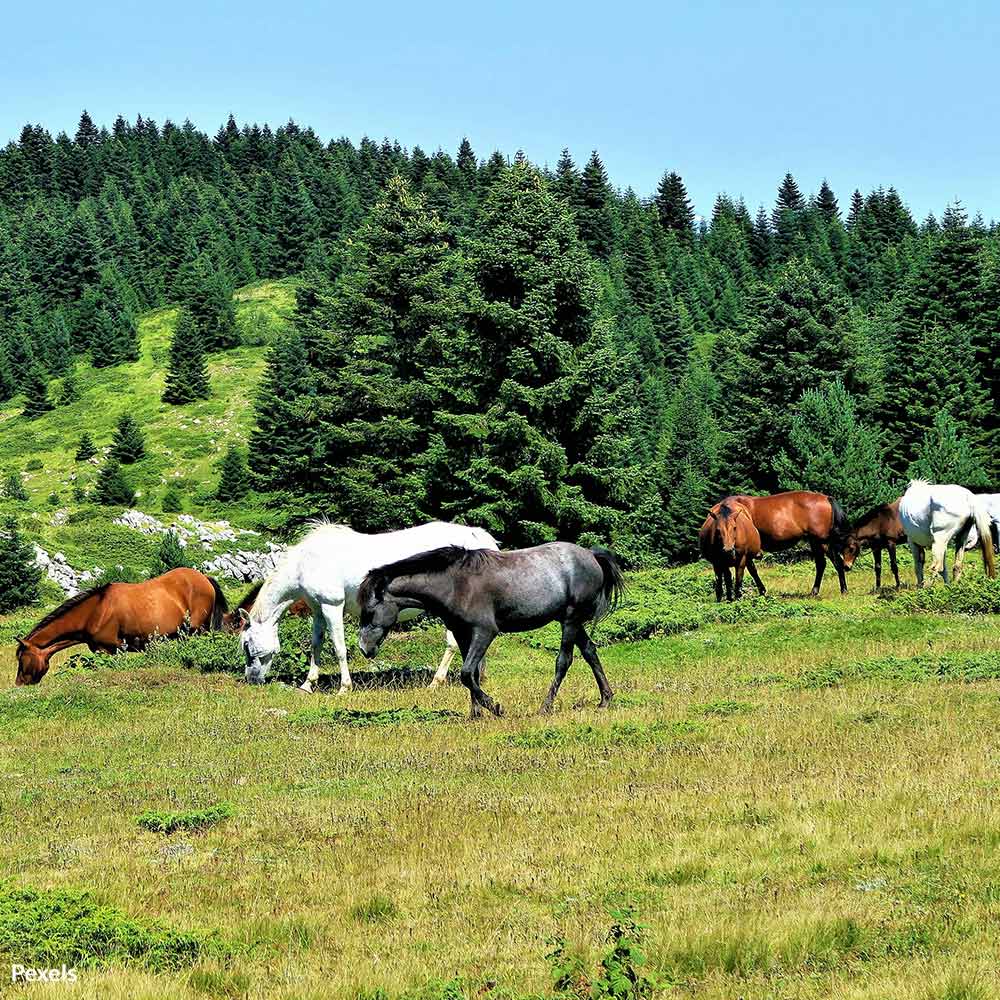 End the Agony of Canadian Horses Bound for Slaughter