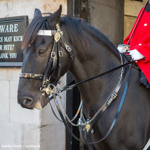Shield Cavalry Horses from Urban Dangers