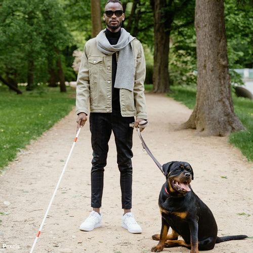 Stop Fake Service-Dog Vests and Protect Disabled Individuals