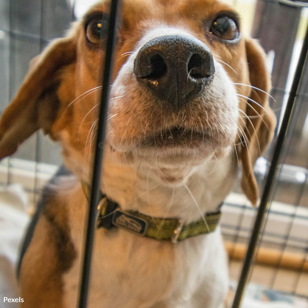 Take a Stand Against Cruel Nicotine Tests on Animals