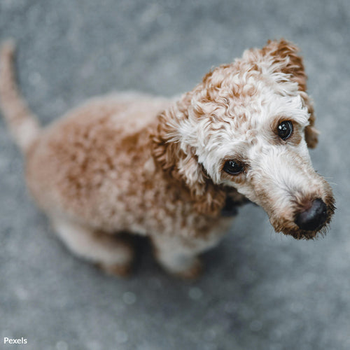 End Suffering in the Streets — Puerto Rico's Stray Pets Need Help