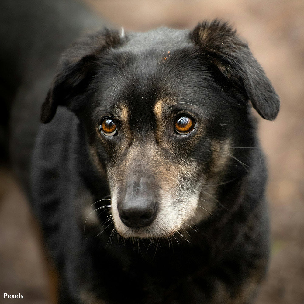 Stop the Inhumane Murder of Turkey's Street Dogs