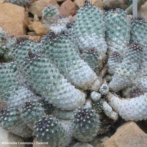 Stop the Illegal Trade Driving Copiapoa Cacti Extinct