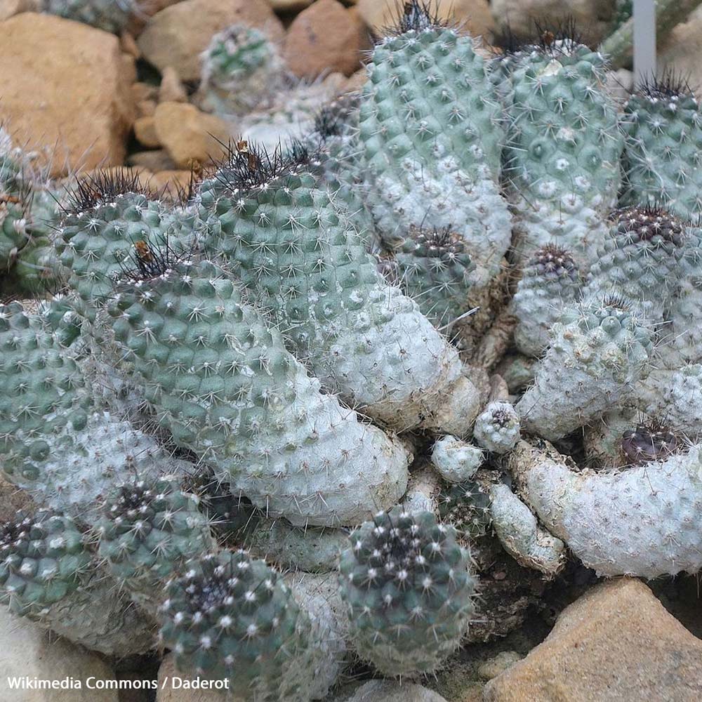 Stop the Illegal Trade Driving Copiapoa Cacti Extinct
