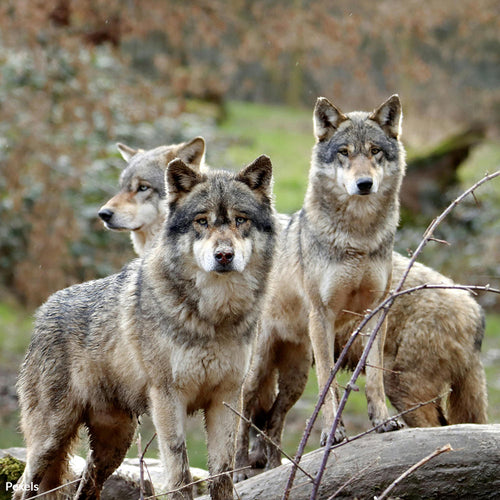 Help Protect Northern Rockies Wolves from Slaughter and Extinction