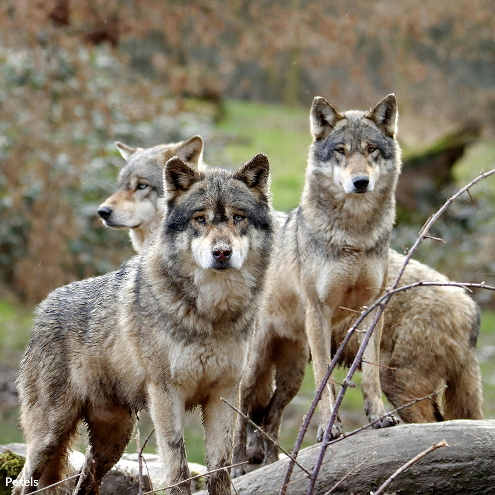 Help Protect Northern Rockies Wolves from Slaughter and Extinction